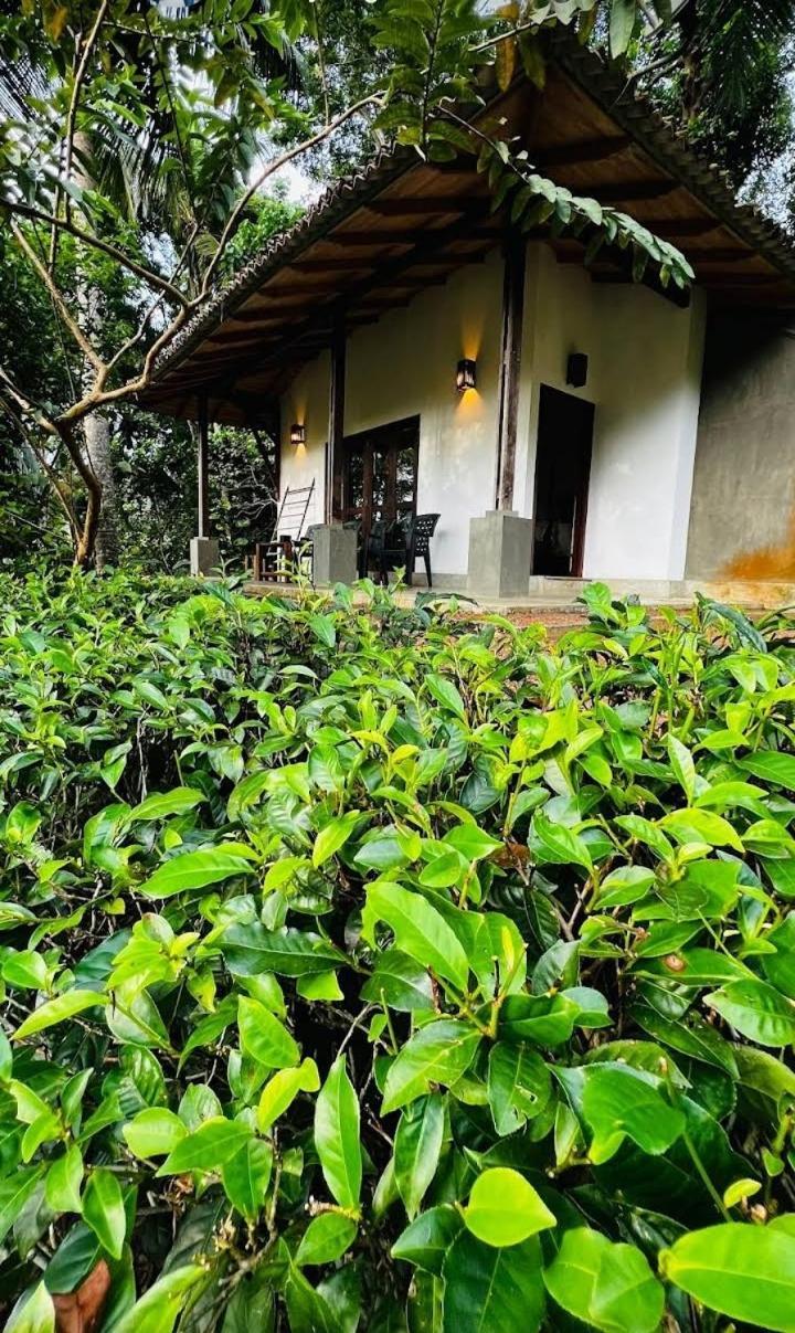 Leisure Land Bed and Breakfast Galle Rum bild